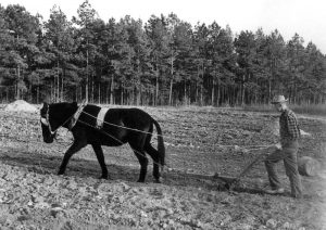 Historic farming at Lake Sidney Lanier was a way of life for many people in the area before the lake was created. Farmers grew a variety of crops, including corn, cotton, and tobacco. They also raised livestock, such as cattle, hogs, and chickens.

Farming was a difficult and demanding way of life, but it was also a rewarding one. Farmers were able to provide for their families and contribute to the local economy.

The construction of Lake Lanier in the 1950s had a major impact on farming in the area. Many farms were submerged by the lake, and farmers were forced to relocate. The loss of farmland and the disruption of traditional farming practices led to a decline in the agricultural economy of the area.

However, some farmers have been able to adapt to the changes and continue to farm in the area around Lake Lanier. These farmers have developed new practices and techniques that allow them to farm successfully in a lakeside environment.

The history of farming at Lake Sidney Lanier is a story of change and adaptation. Farmers in the area have faced many challenges over the years, but they have also shown great resilience and determination.